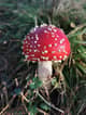 Gcanoca