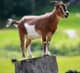 GOAT