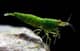 Lazy Green Shrimp