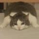 flyingcat