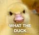 angryduck