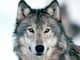 777WOLF777