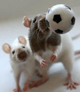 Les deux rats