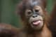 Orangutan007
