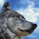 WolfAlik
