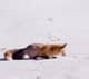 knownbyFox