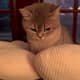 Luckymeowmeow
