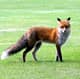 Philzfox