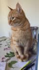steDcatu