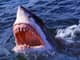 SorareShark