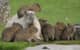 CapybaraLV