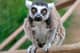 lemurbeast