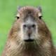 Capybara safari