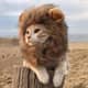 Magic chaton