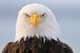 eagleeye62
