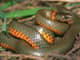 SnakeStifler