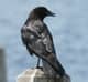 EricTheRaven