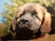 Iago_8