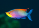 Aquarist