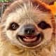 SorareSloth