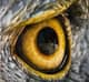 eagleclaw03