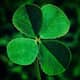 BostonCeltics