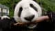 BadPanda