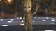 xGroot
