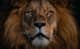 Lionsheart13