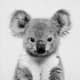 Koalaismyname