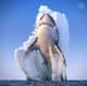Great White Shark