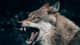 wolfcryptoWS