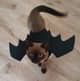 Flying Cat (fast reply)