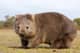 Wombat7