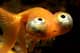 Goldenfish JR