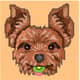 kiwi_sports
