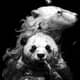 Polar_Bear
