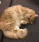 ForestCat