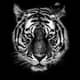 Dark Tiger