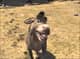 donkey-