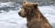 ShadyGrizzly