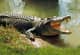 Crocodylidan
