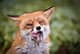 Foxaebi