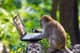 Monkeygor