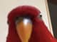 Red Birb
