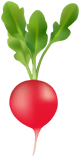 Radish