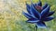 BlackLotus