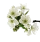Cerci