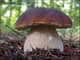 Boletus edulis