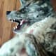 Le loup de Sorare